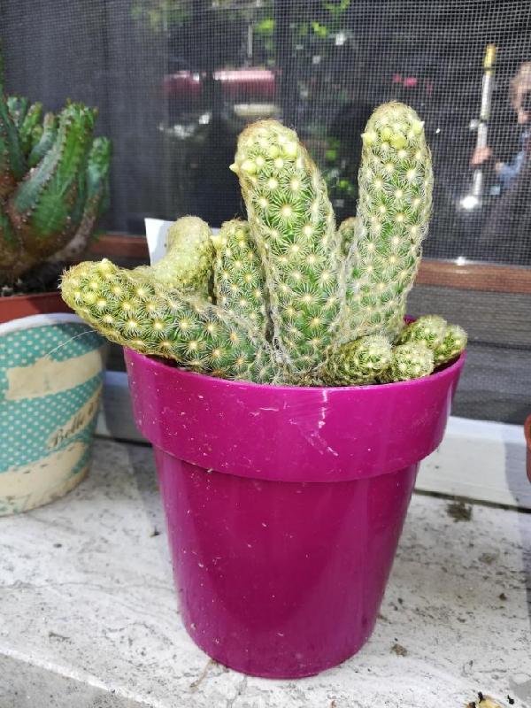 Mammillaria_elongata.jpg